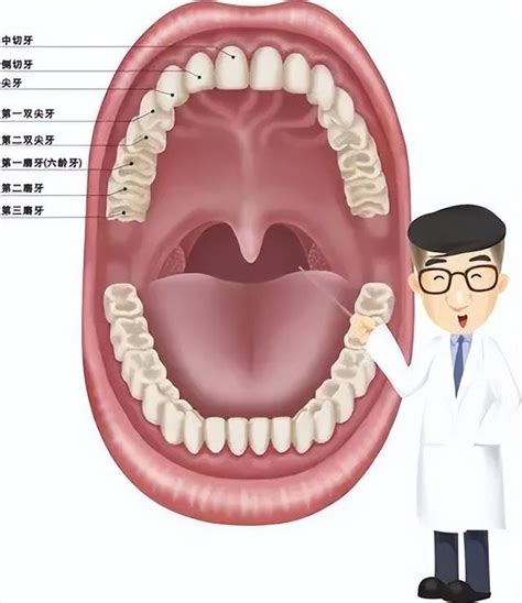 牙齒數量命運|人類牙齒